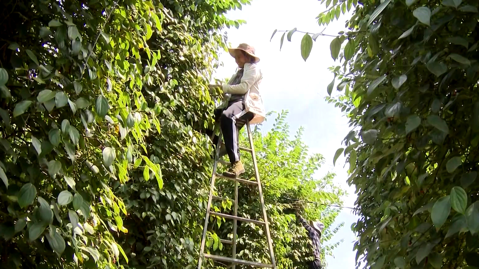 Giá tiêu tăng cao, nông dân nhận lại phần thưởng nhờ nỗ lực trồng tiêu hữu cơ bền vững - Ảnh 1.